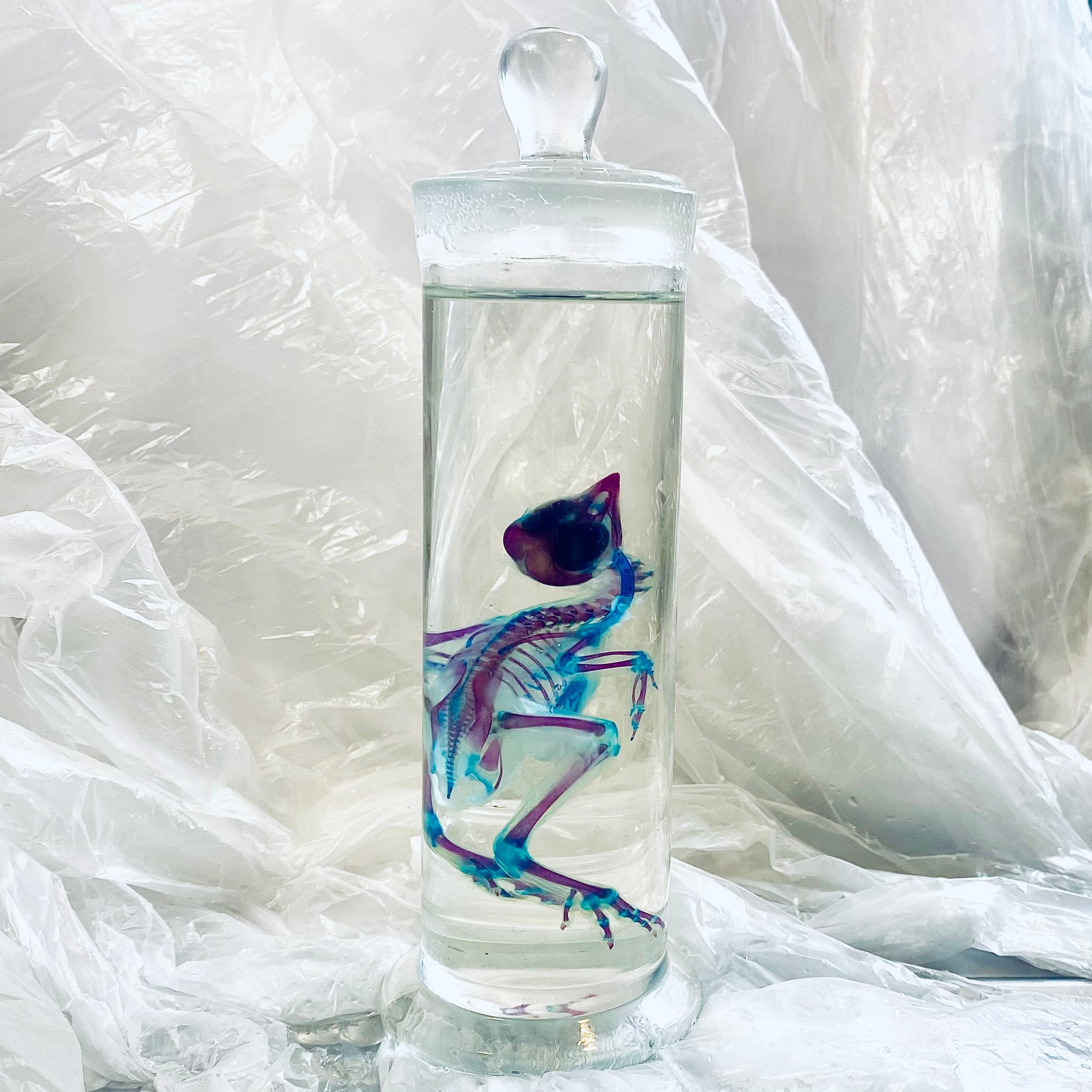 Chick Diaphonised Genuine Wet Specimen