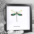 Damselfly Genuine Framed Specimen