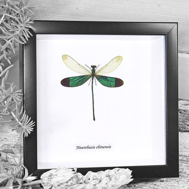 Damselfly Genuine Framed Specimen