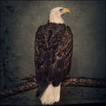 CLUTCH - Book of Bad Decisions VINYL