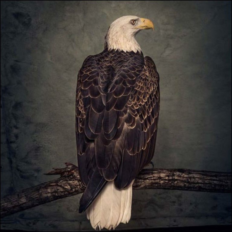 CLUTCH - Book of Bad Decisions VINYL