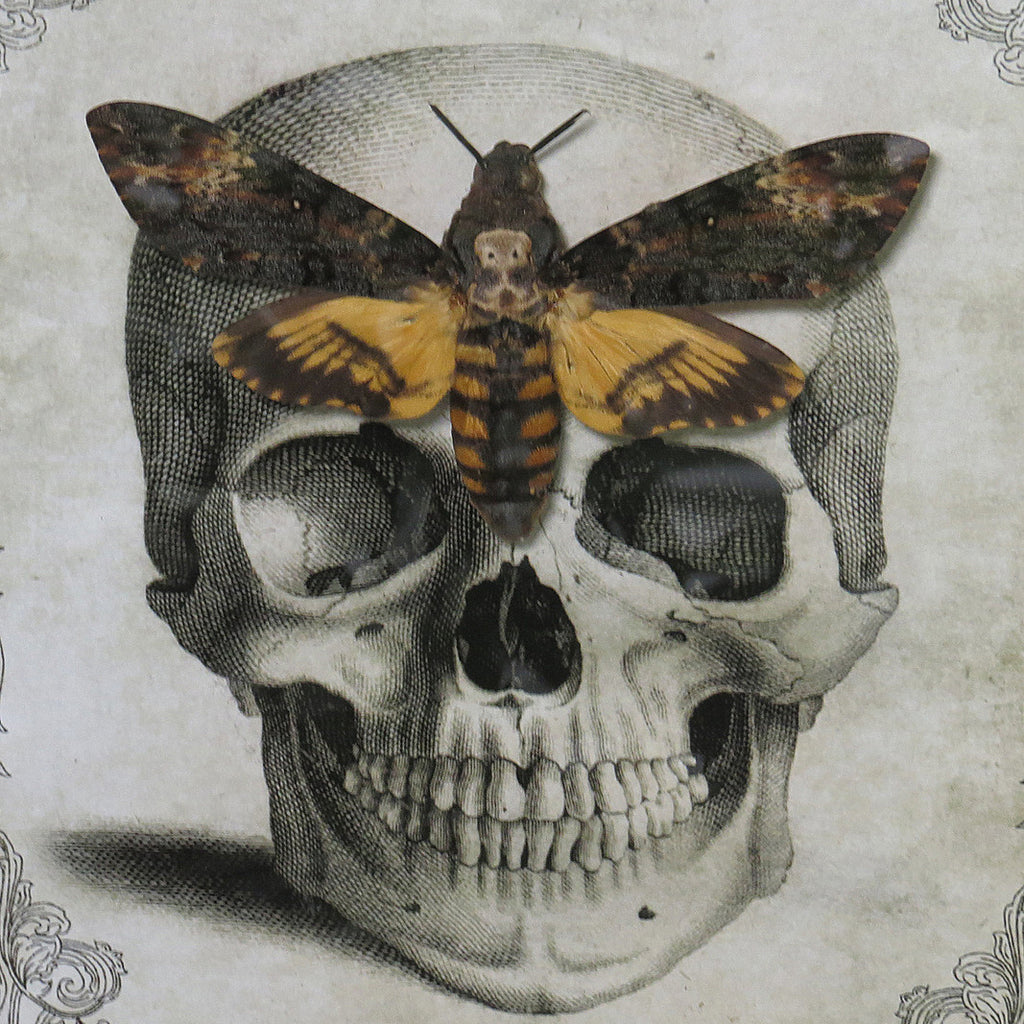 Death's Head Hawkmoth Skull Framed Specimen