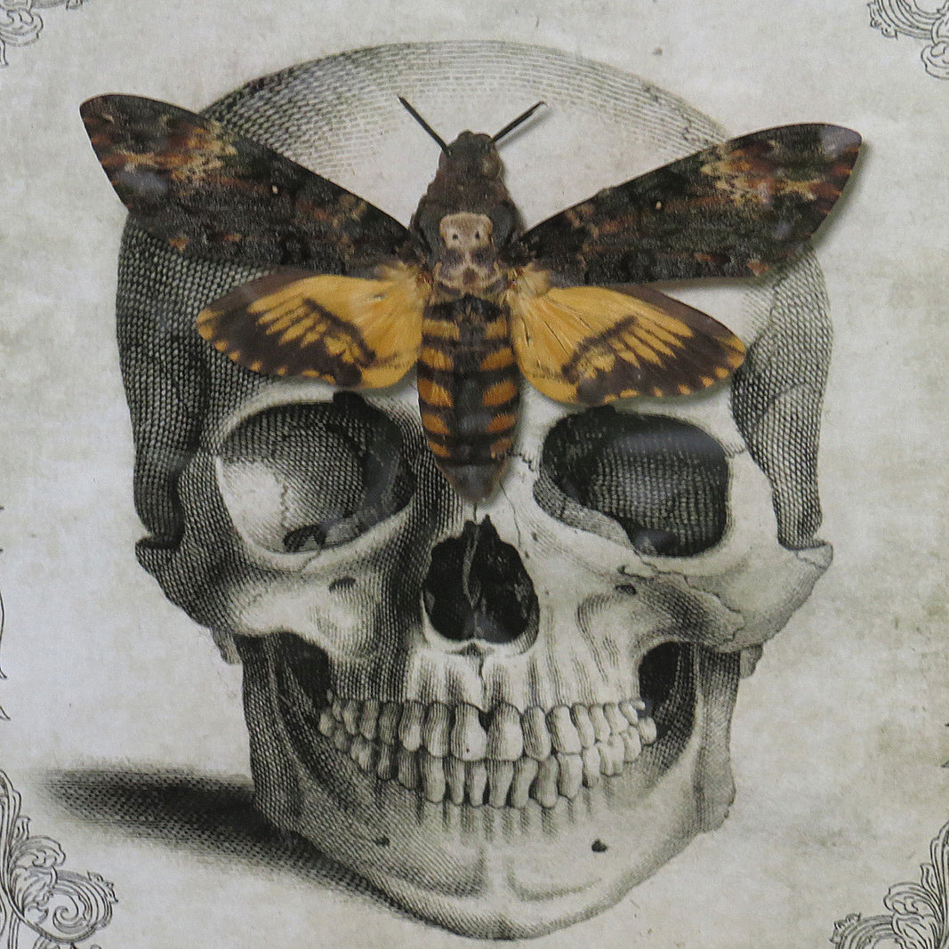 Death's Head Hawkmoth Skull Framed Specimen