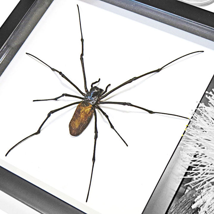 Golden Orb Weaver Spider Framed Specimen