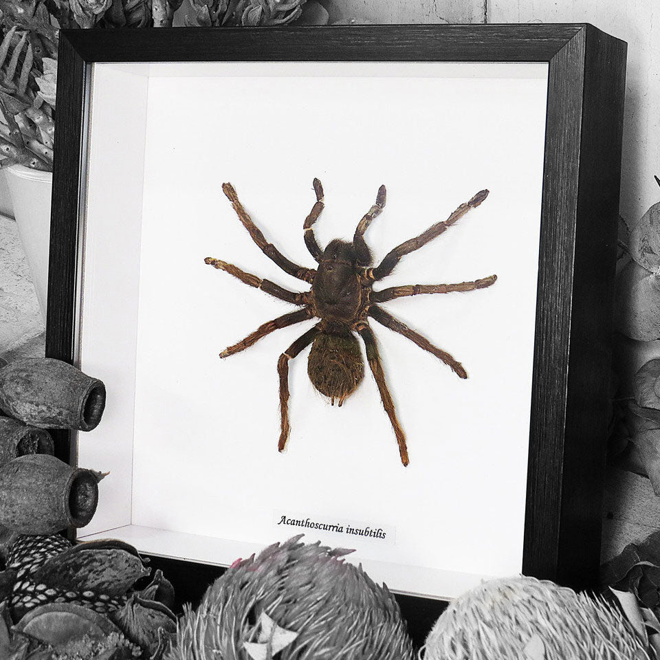 Tarantula Acantoscurria Insubtillis Framed Spider Specimen