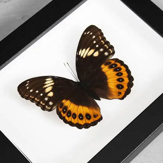 Hypolimnas Pandarus Genuine Framed Butterfly Specimen