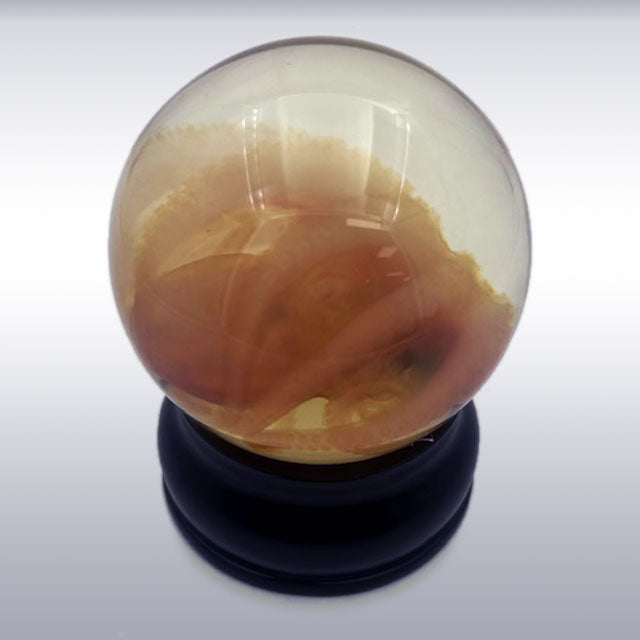 Octopus Wet Preserved Genuine Specimen