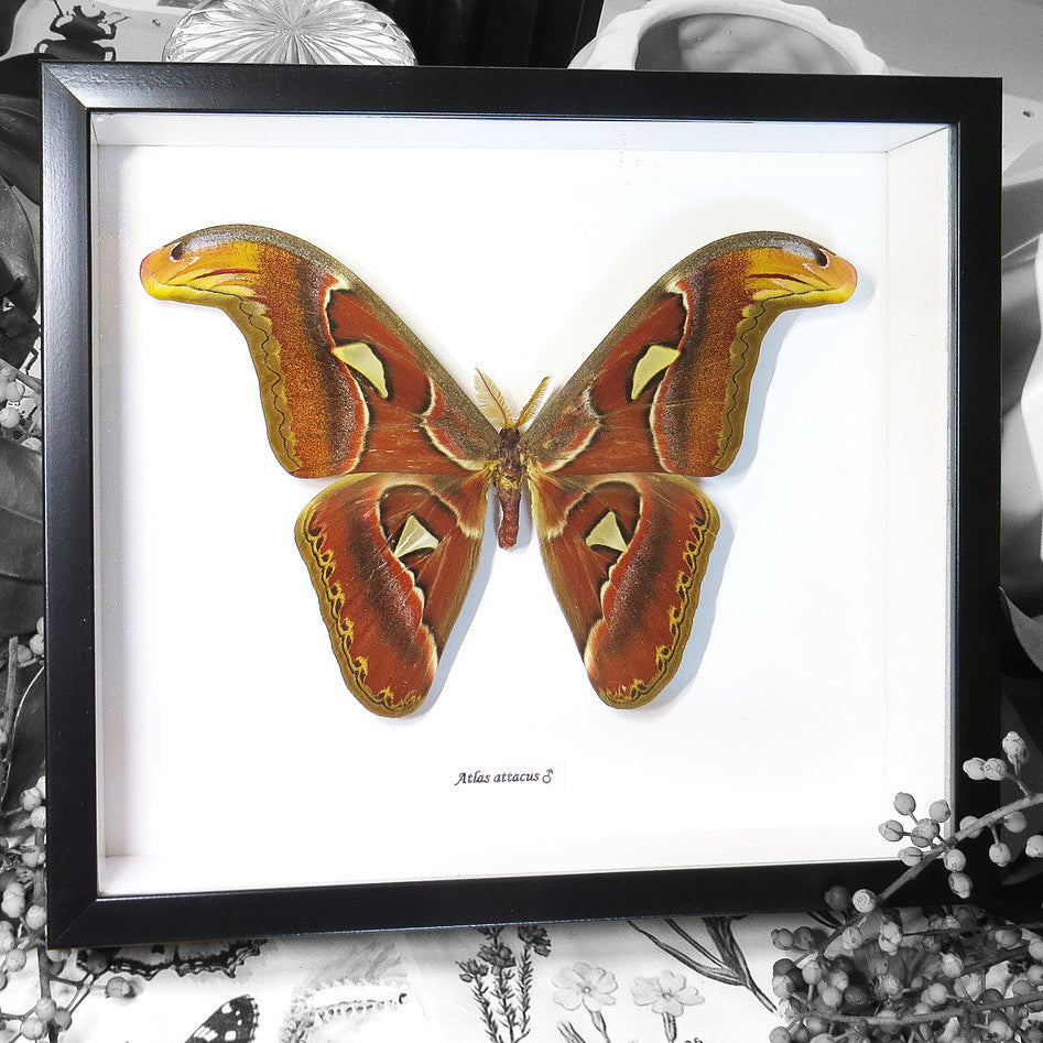 Atlas Attacus Moth Framed Genuine Specimen