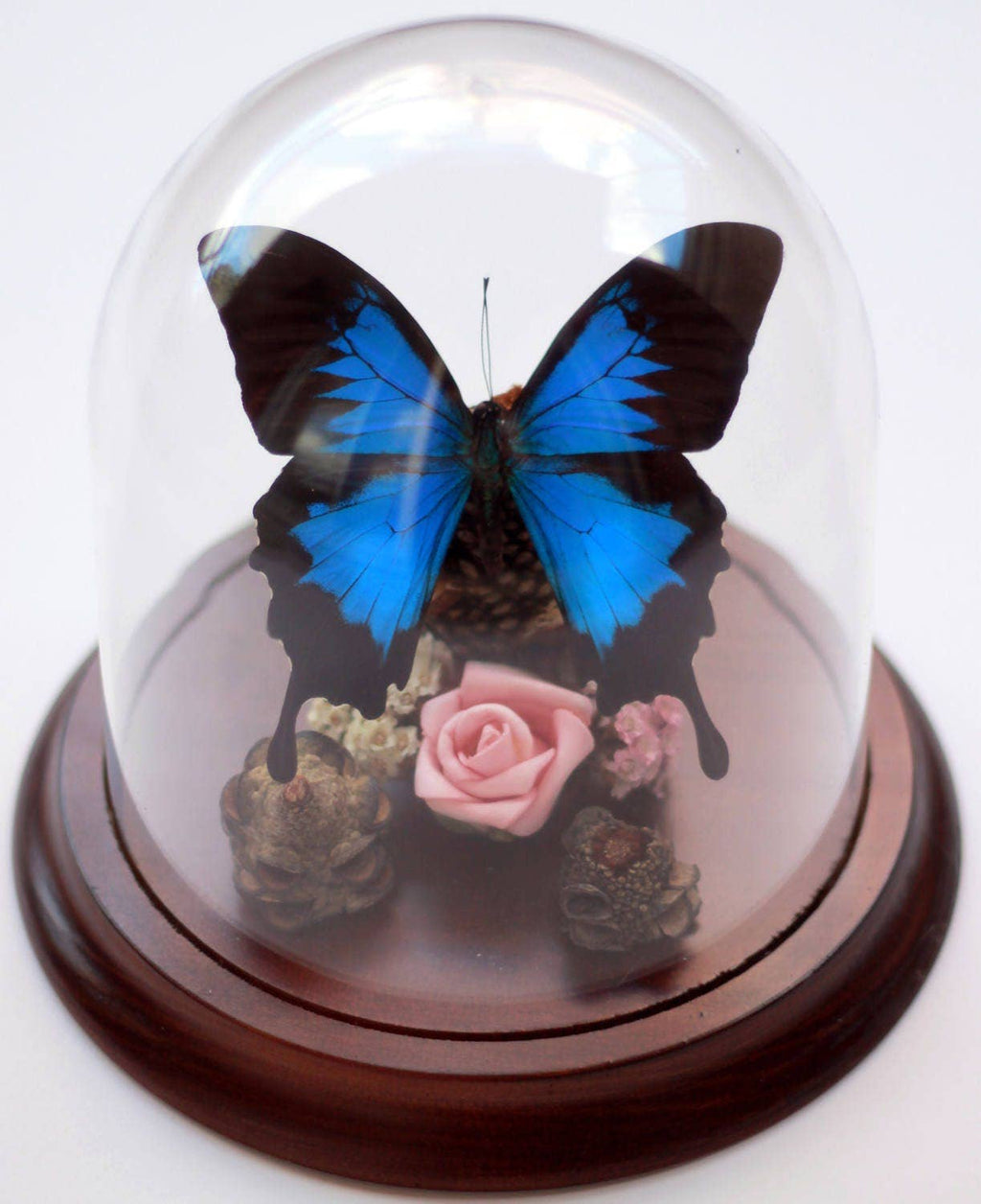 Papilio Ulysses Genuine Butterfly Specimen in a Decorative Dome