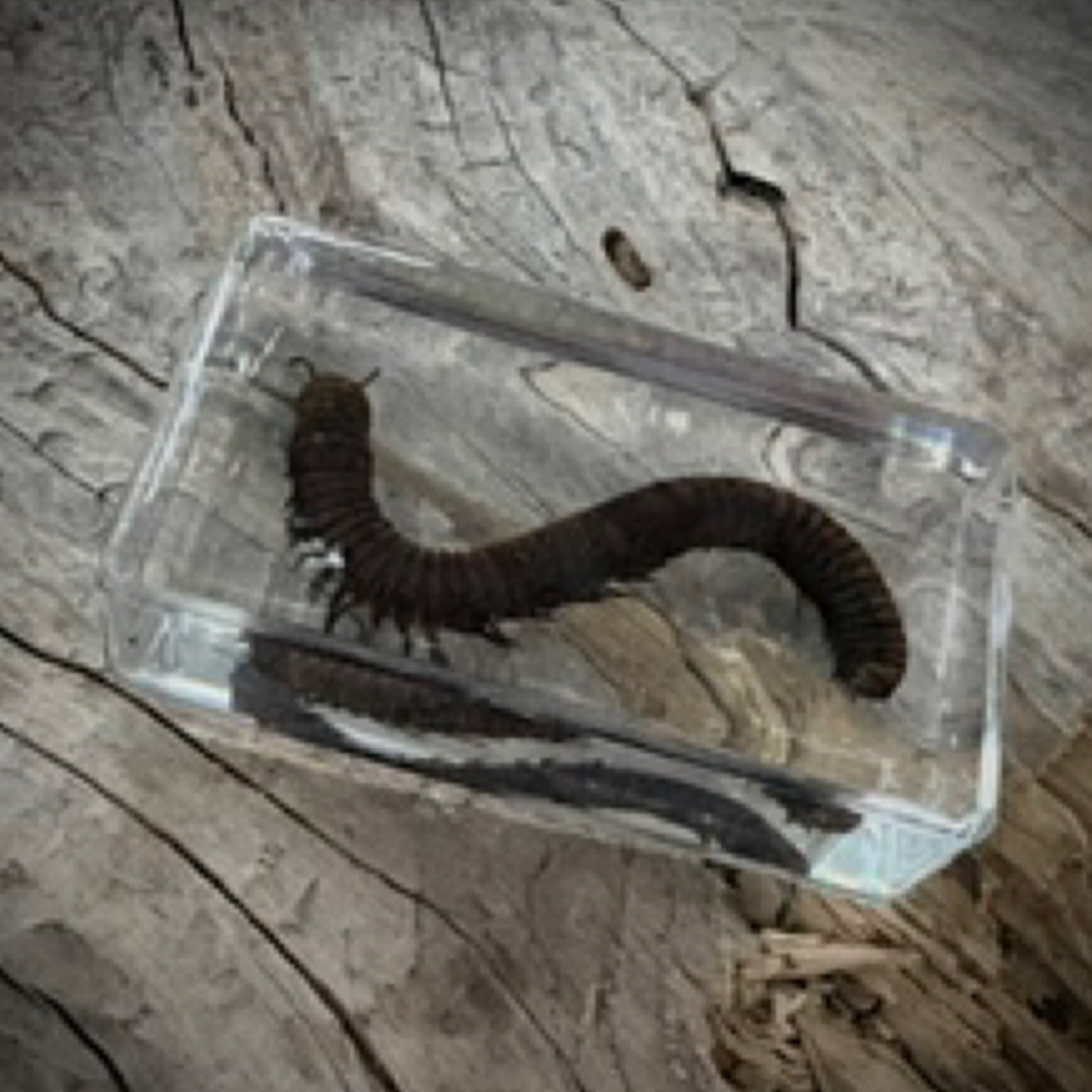 Millipede Specimen in Resin