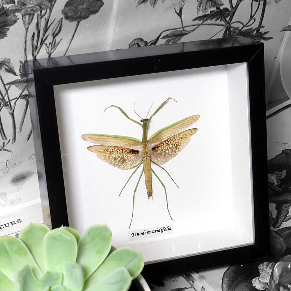 Tenodera Aridifolia Framed Genuine Mantid Specimen