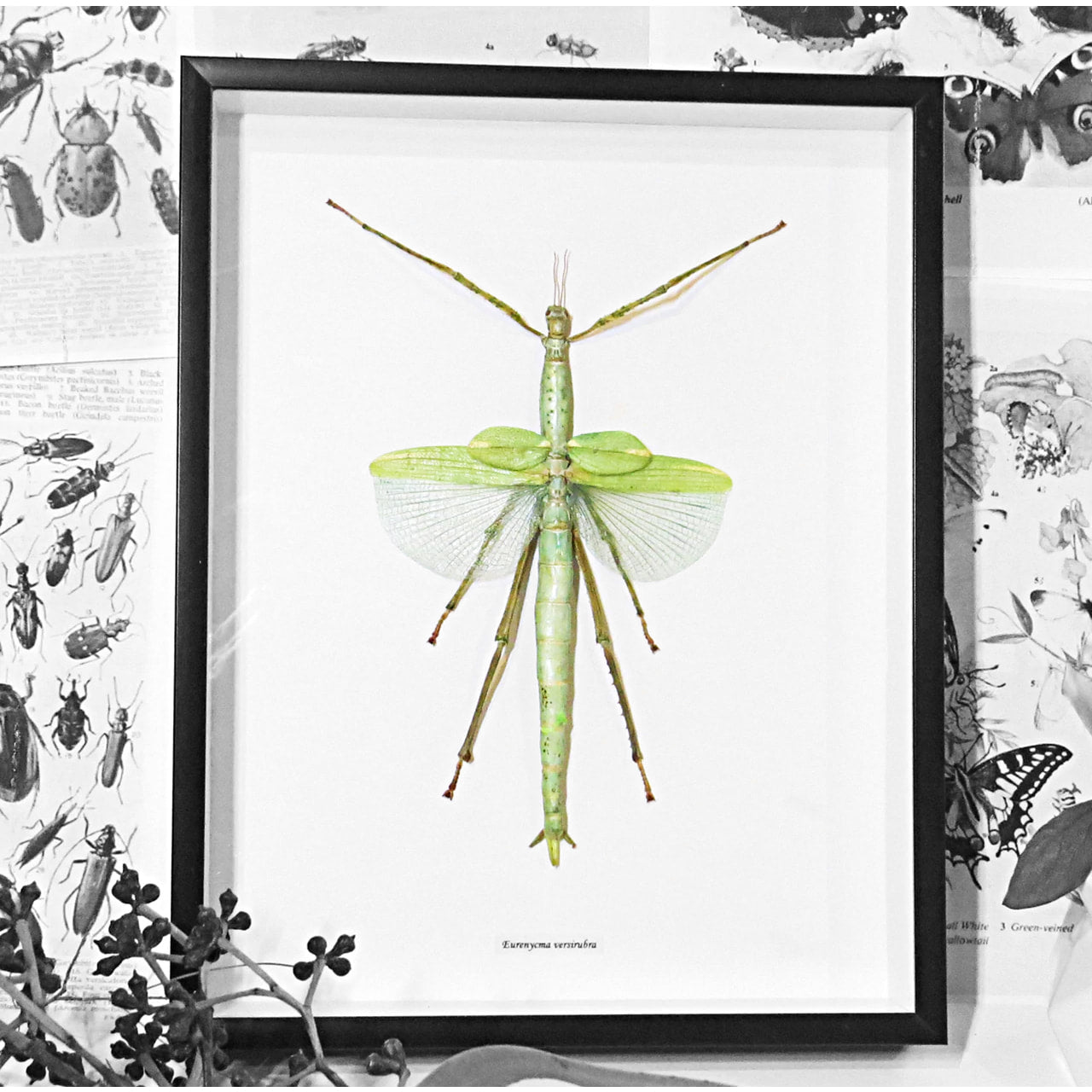 Framed Stick Insect Eurenycma Versirubra Giant Specimen