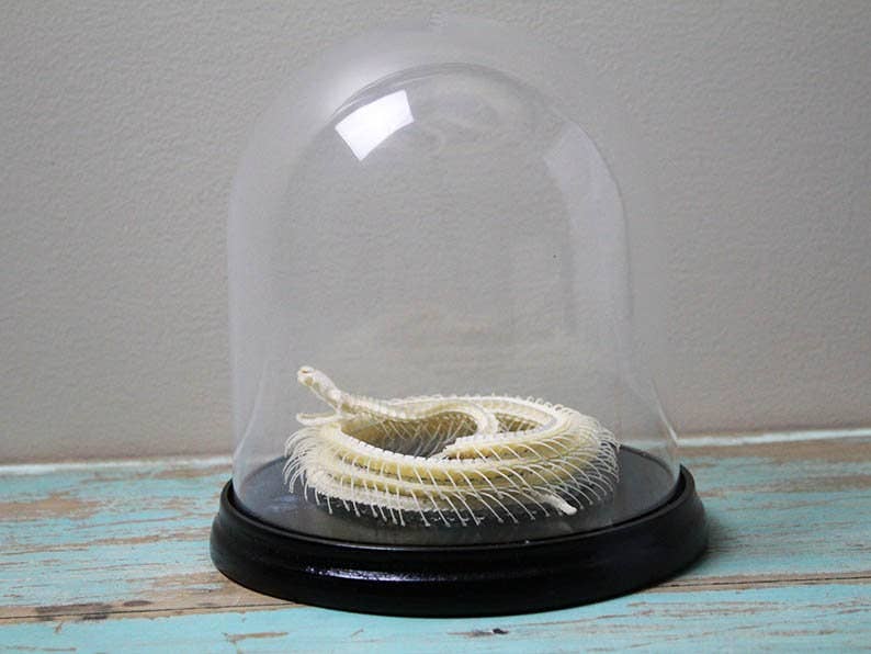 Snake Skeleton Articulated Skeleton Glass Dome