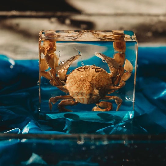 Flower Moon Crab Specimen