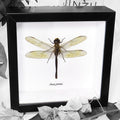 Framed Dragonfly Specimen
