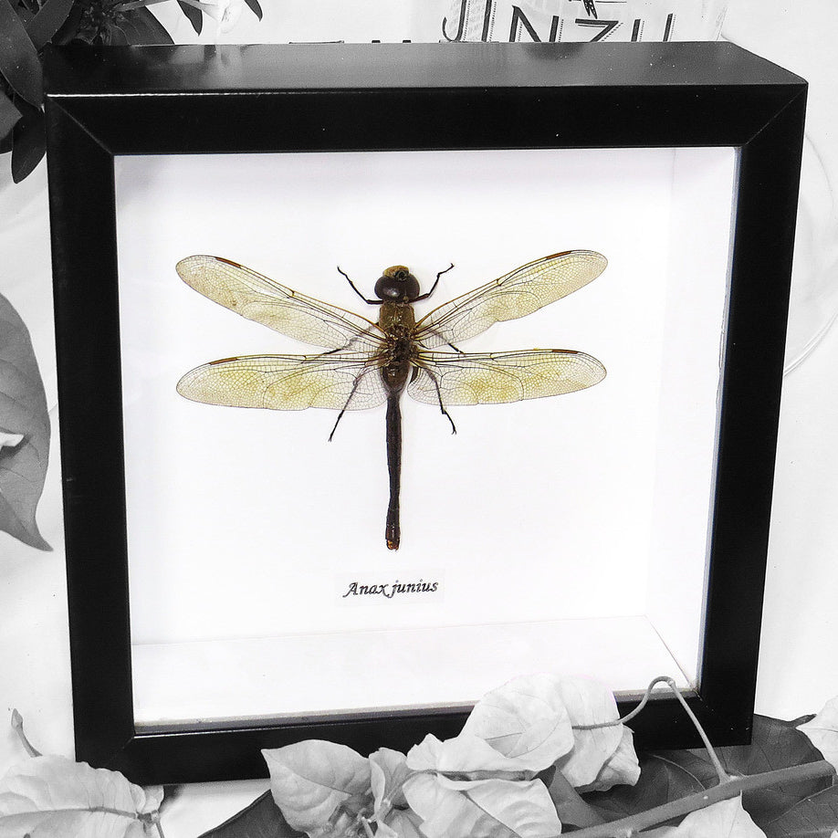 Framed Dragonfly Specimen