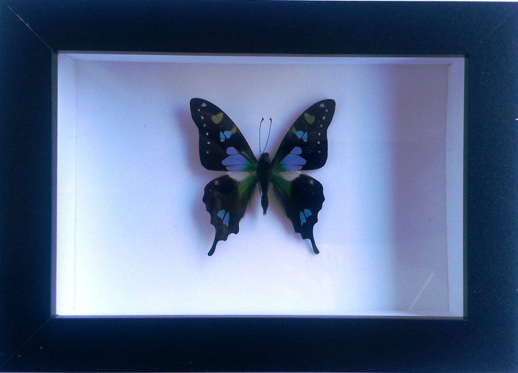 Purple Swallowtail Butterfly Genuine Framed Specimen