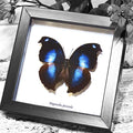 Blue Hookwing Butterfly - Papilo Jucunda Framed Specimen
