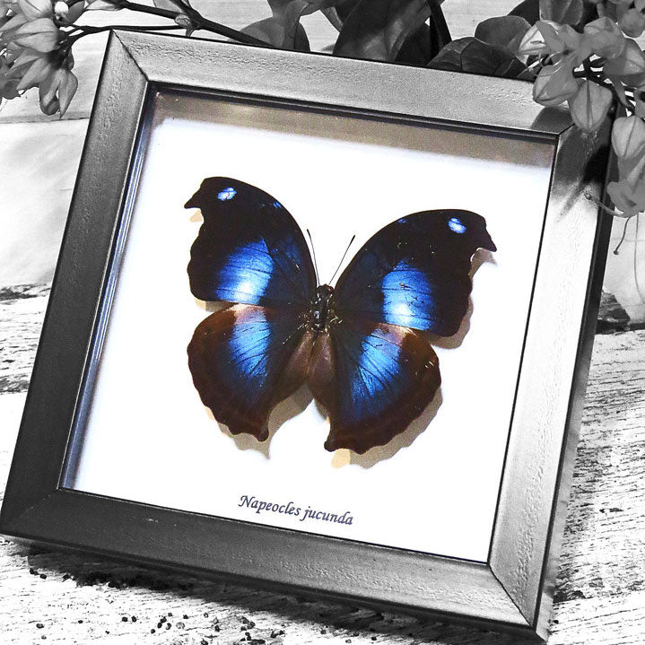 Blue Hookwing Butterfly - Papilo Jucunda Framed Specimen