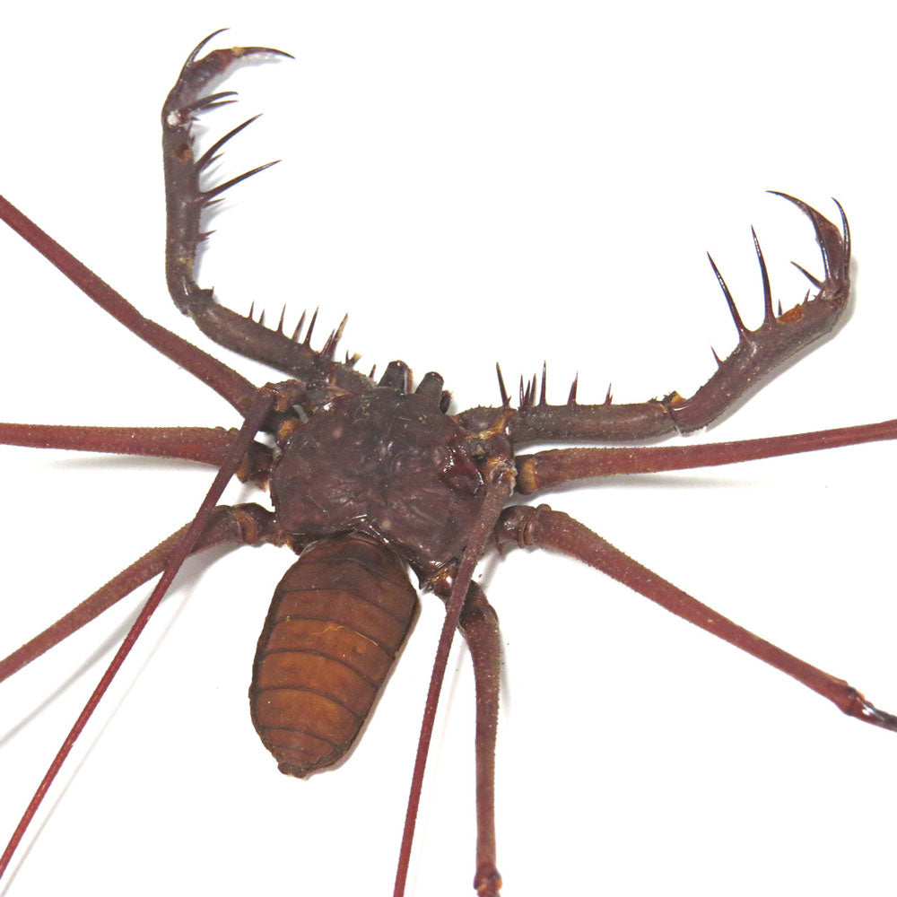 Cave Spider Phryna Grossetaitai Framed Specimen