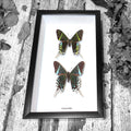 Urania Leilus Visa + Verso Moth Framed Specimen