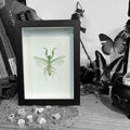 Devils Mantis Framed Specimen
