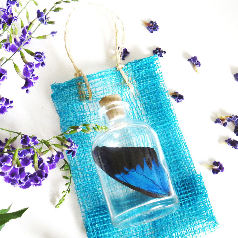 Mystery Butterfly Wing Gift
