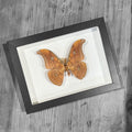 Tussar Moth, Antheraea frithi Genuine Framed Specimen
