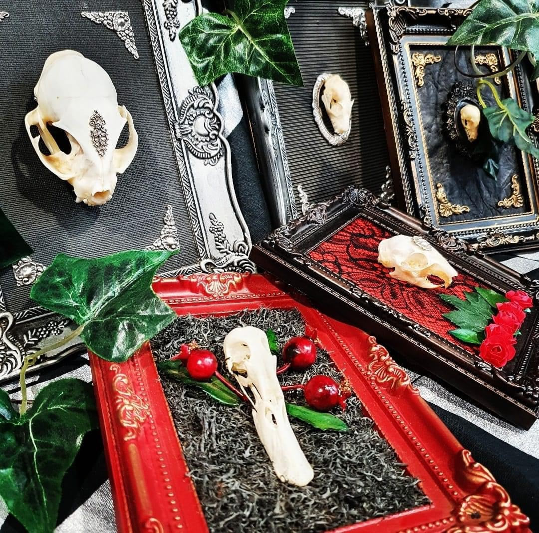 Nightstalker Cat Skull Framed Specimen Wall Decor