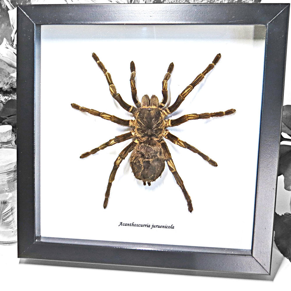 Tarantula Acanthoscurria Juruenicola Framed Spider Specimen