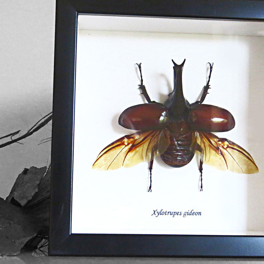 Elephant Beetle Xylotrupes Gideon Framed Specimen