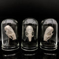 Mouse Skull Curiosity Genuine Bone Specimen Domes