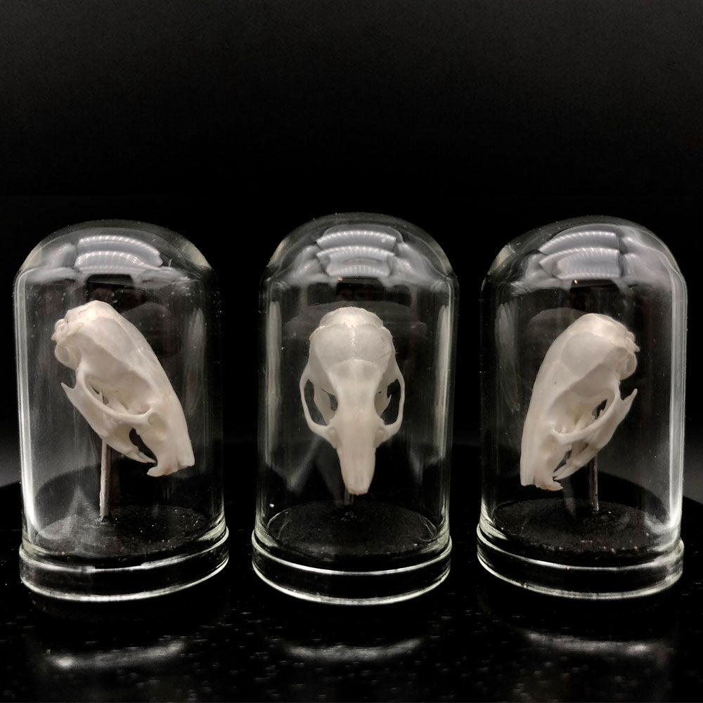 Mouse Skull Curiosity Genuine Bone Specimen Domes