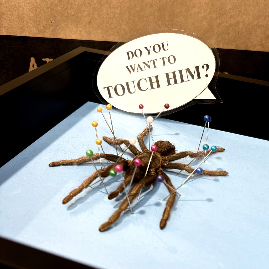 Event Ticket Tarantula Spider Shadow Box Frame - Specimen Workshop