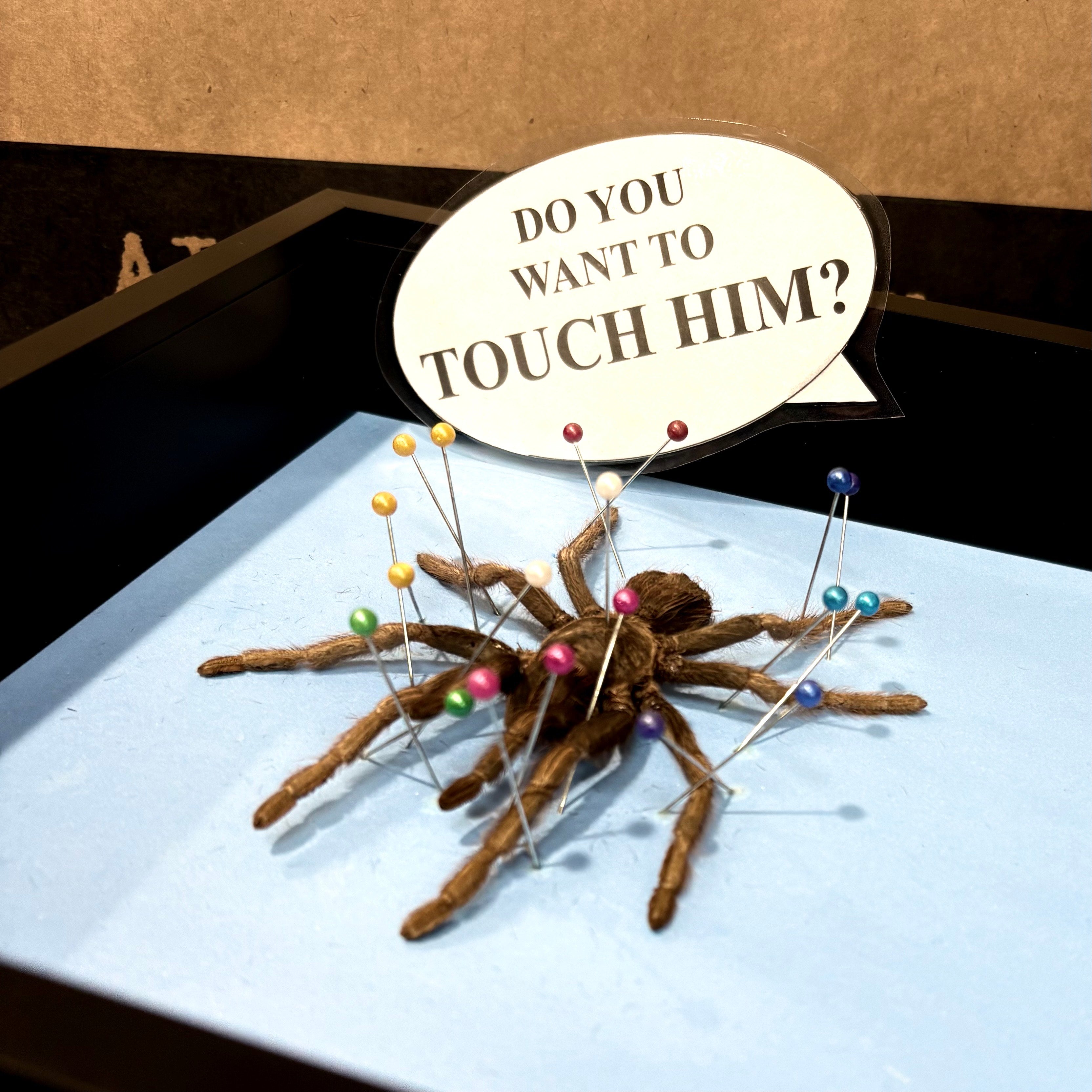 Event Ticket Tarantula Spider Shadow Box Frame - Specimen Workshop